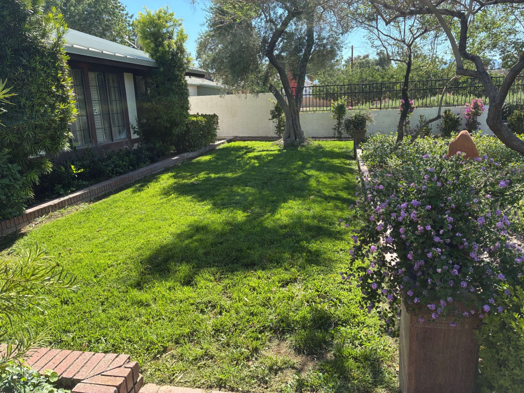 Lush backyard lawn with mature olive tree and flowering beds